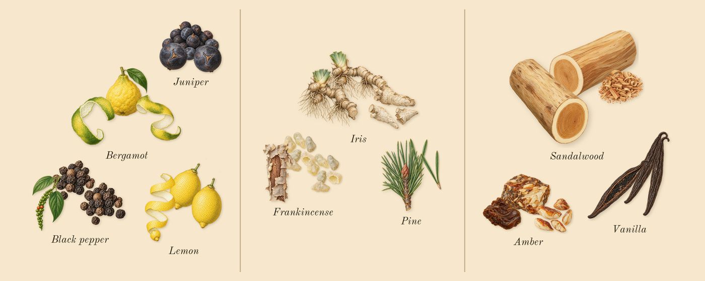 Gypsy Water’s scent picture, a draft: bergamot, juniper, lemon, black pepper, frankincense, iris drawn so far; dashed outlines where nothing is drawn yet
