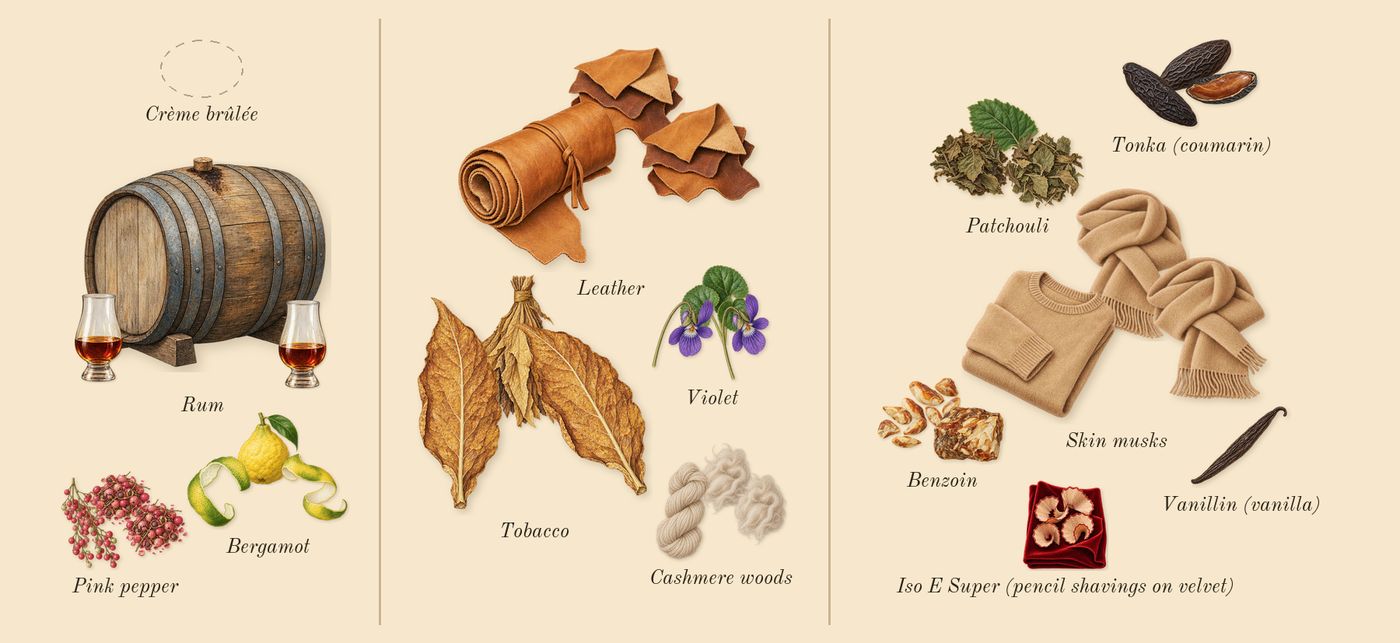 Havana Tonka’s scent picture, a draft: bergamot, rum, pink pepper, tobacco, violet, cashmere woods drawn so far; dashed outlines where nothing is drawn yet