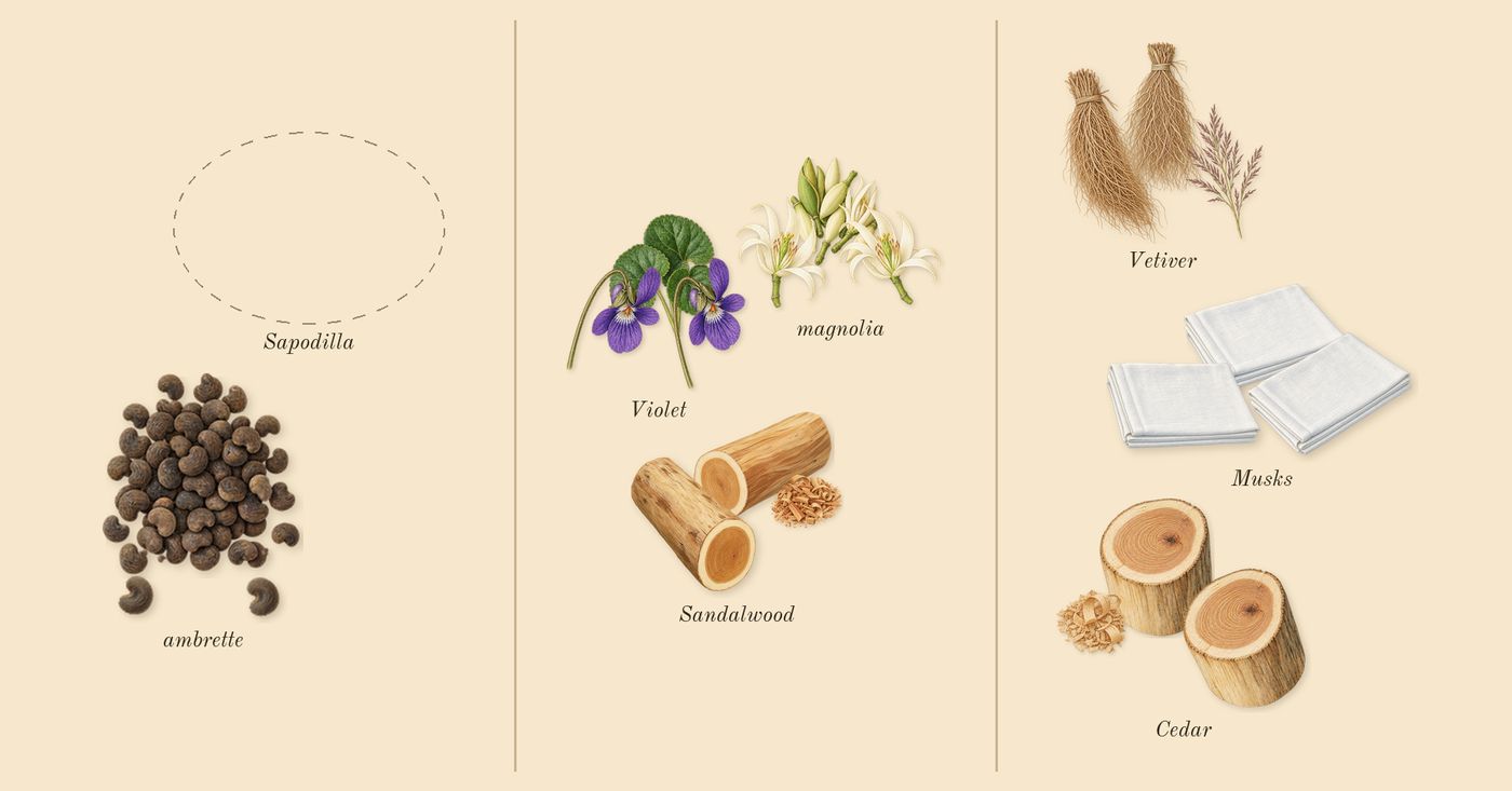 Mojave Ghost’s scent picture, a draft: ambrette, magnolia, sandalwood, violet, cedar, musks drawn so far; dashed outlines where nothing is drawn yet