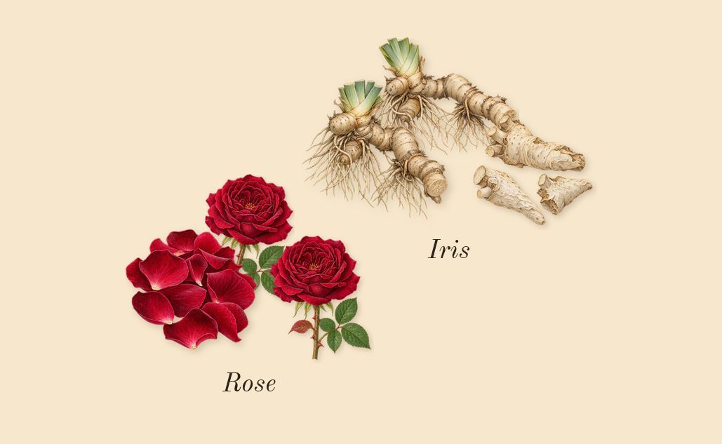 Young Rose, heart: Iris, Rose