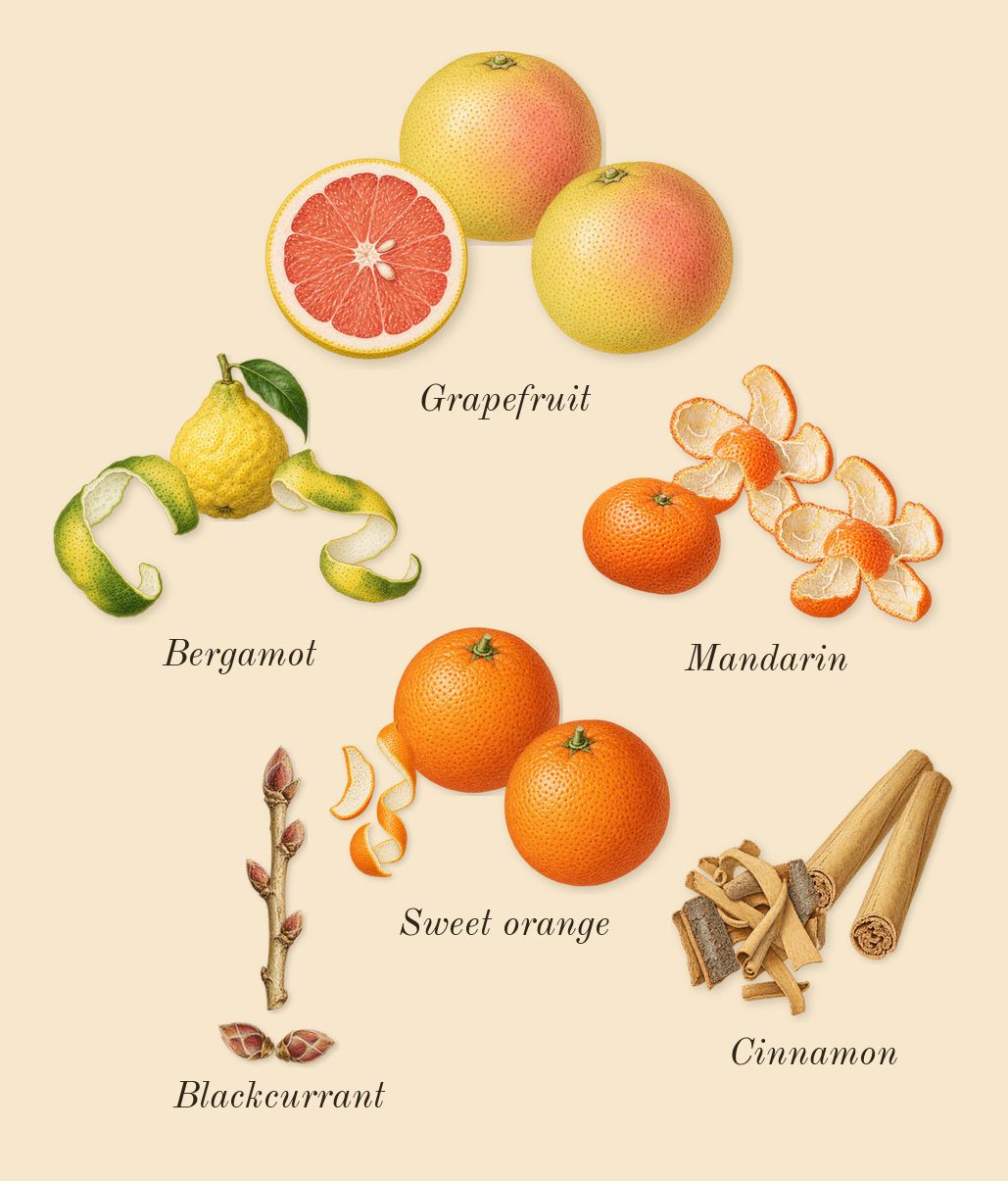 Amor Amor, top notes: Bergamot, Blackcurrant, Cinnamon, Grapefruit, Mandarin, Sweet orange