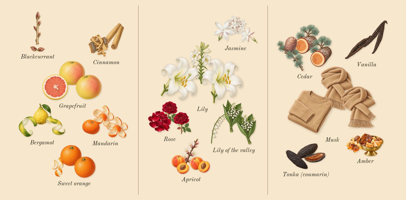 Amor Amor’s scent picture, a draft: bergamot, blackcurrant, cinnamon, grapefruit, mandarin, sweet orange drawn so far; dashed outlines where nothing is drawn yet
