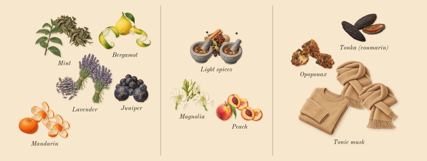 CK Be’s scent picture, a draft: bergamot, juniper, mandarin, mint, lavender, light spices drawn so far; dashed outlines where nothing is drawn yet