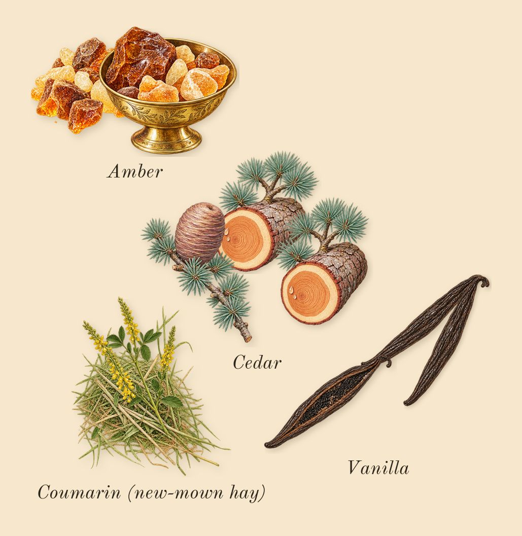 CK IN2U for Her, dry-down: Vanilla, Cedar, Amber, Coumarin (new-mown hay)