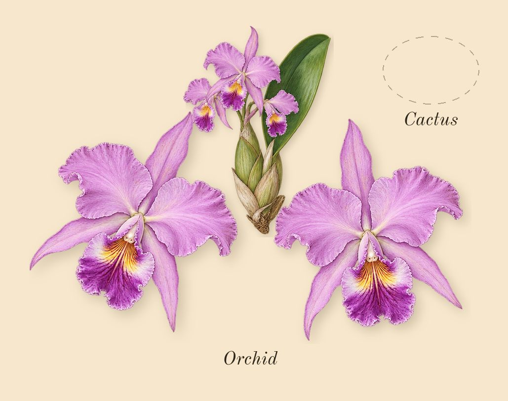 CK IN2U for Her, heart: Cactus, Orchid