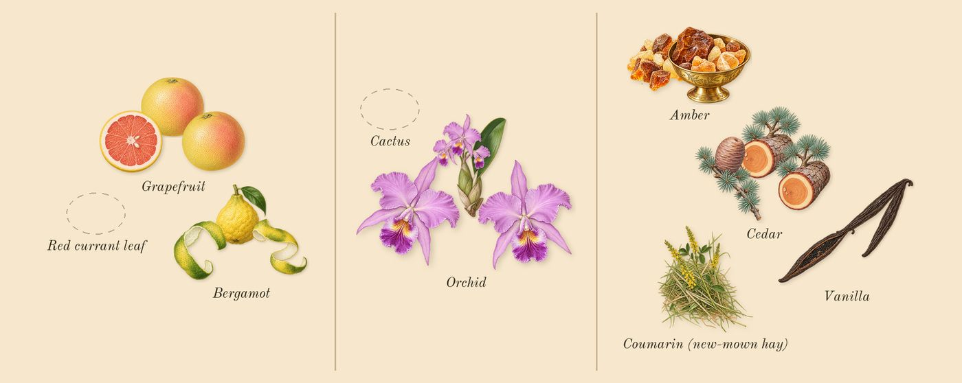 CK IN2U for Her’s scent picture, a draft: grapefruit, bergamot, orchid, vanilla, cedar, amber drawn so far; dashed outlines where nothing is drawn yet