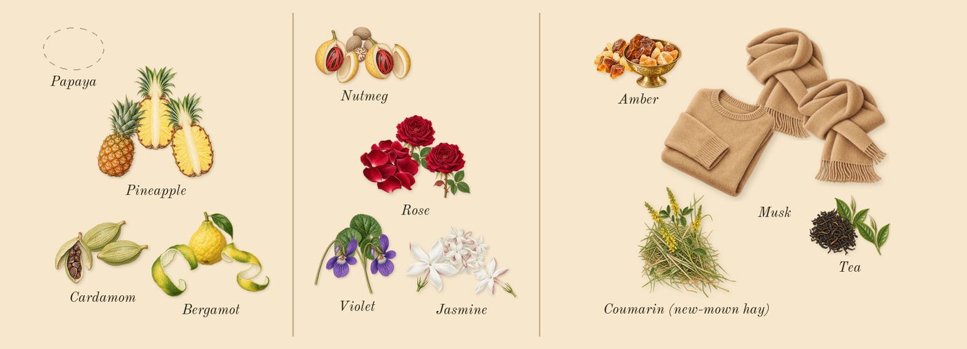 CK One’s scent picture, a draft: bergamot, cardamom, pineapple, jasmine, violet, rose drawn so far; dashed outlines where nothing is drawn yet