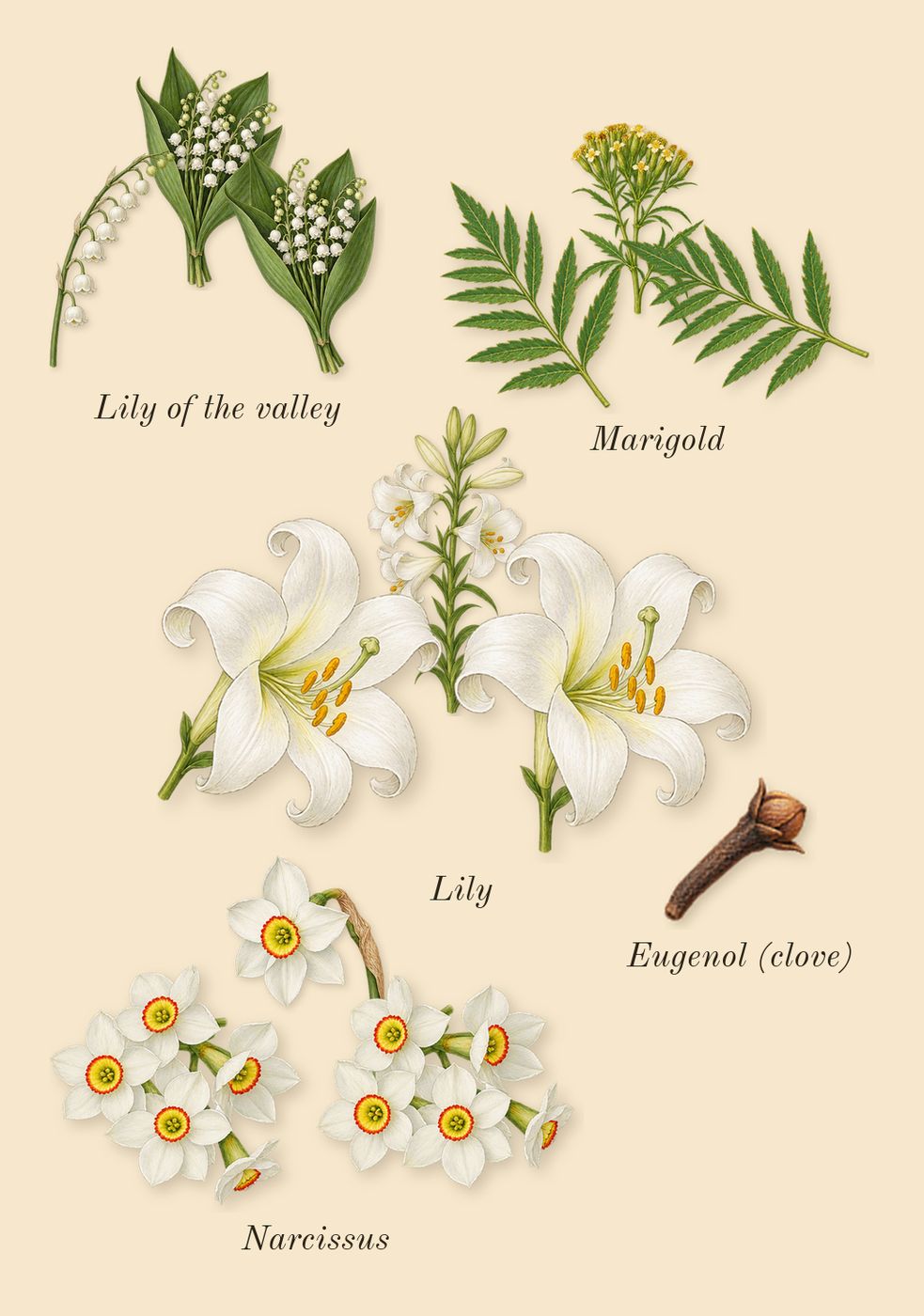 Eternity, heart: Lily of the valley, Lily, Marigold, Narcissus, Eugenol (clove)
