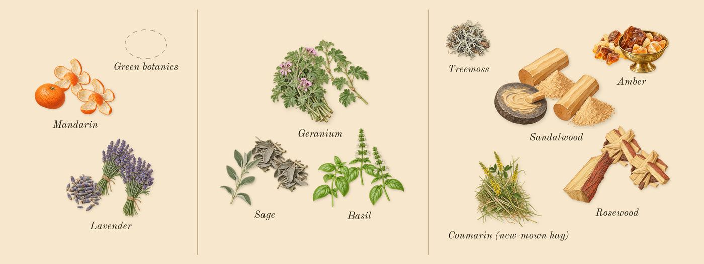 Eternity for Men’s scent picture, a draft: mandarin, lavender, basil, geranium, sage, sandalwood drawn so far; dashed outlines where nothing is drawn yet