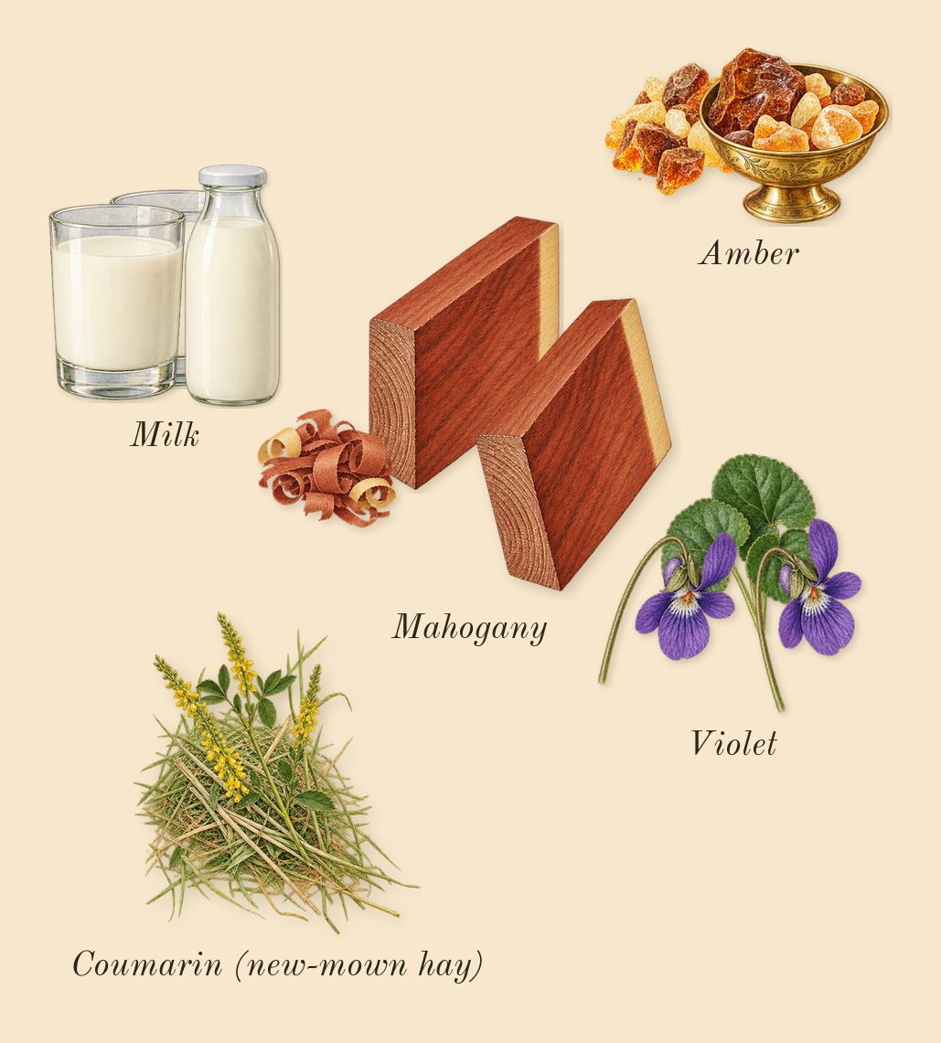 Euphoria, dry-down: Amber, Violet, Milk, Mahogany, Coumarin (new-mown hay)