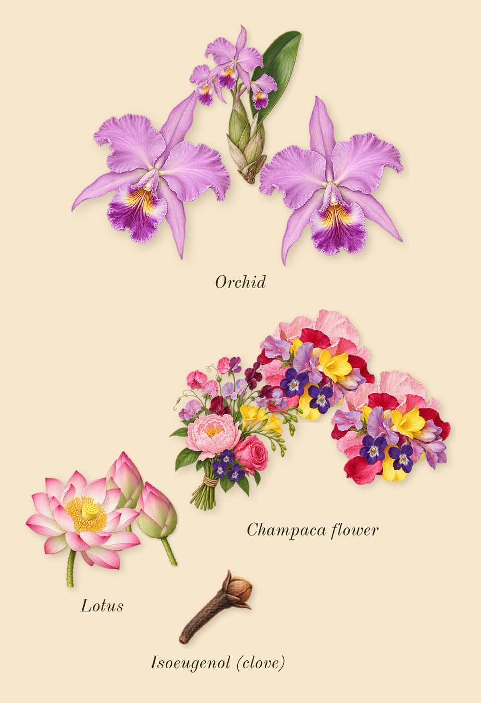 Euphoria, heart: Lotus, Champaca flower, Orchid, Isoeugenol (clove)