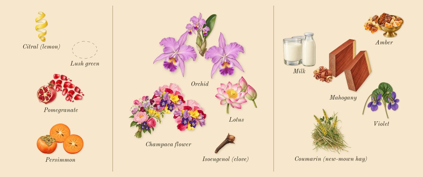 Euphoria’s scent picture, a draft: pomegranate, persimmon, lotus, champaca flower, orchid, amber drawn so far; dashed outlines where nothing is drawn yet