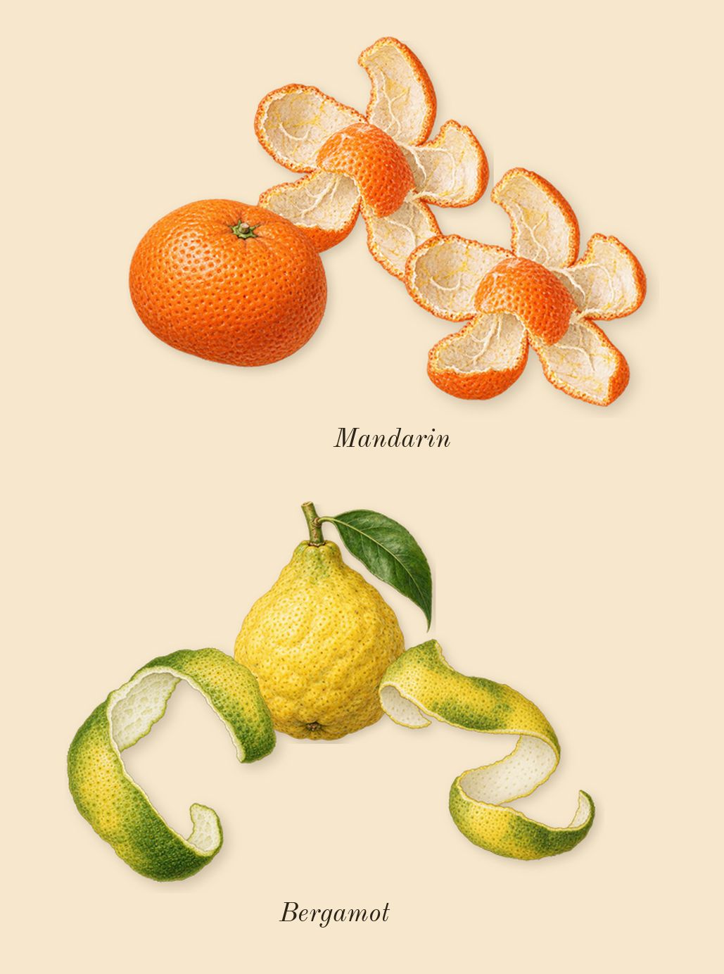 Obsession for Men, top notes: Mandarin, Bergamot
