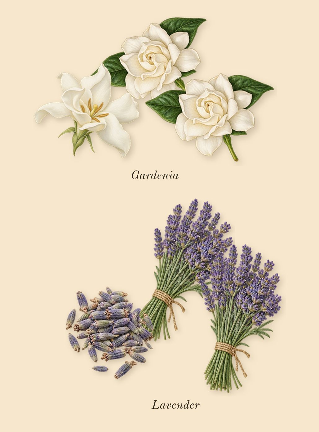 212 Men NYC, heart: Gardenia, Lavender