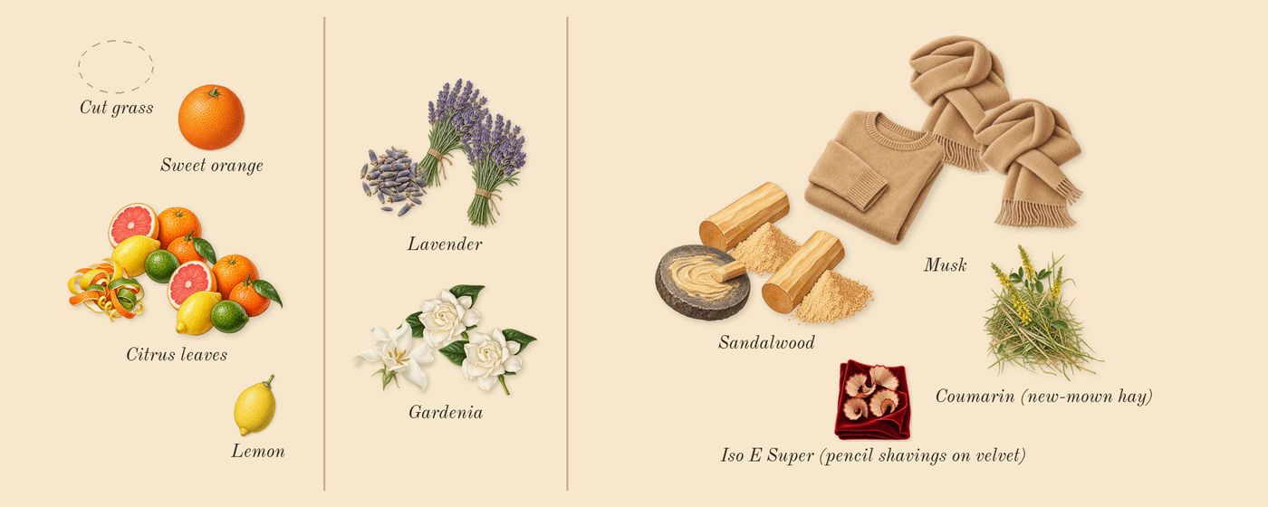 212 Men NYC’s scent picture, a draft: citrus leaves, gardenia, lavender, sandalwood, musk, sweet orange drawn so far; dashed outlines where nothing is drawn yet