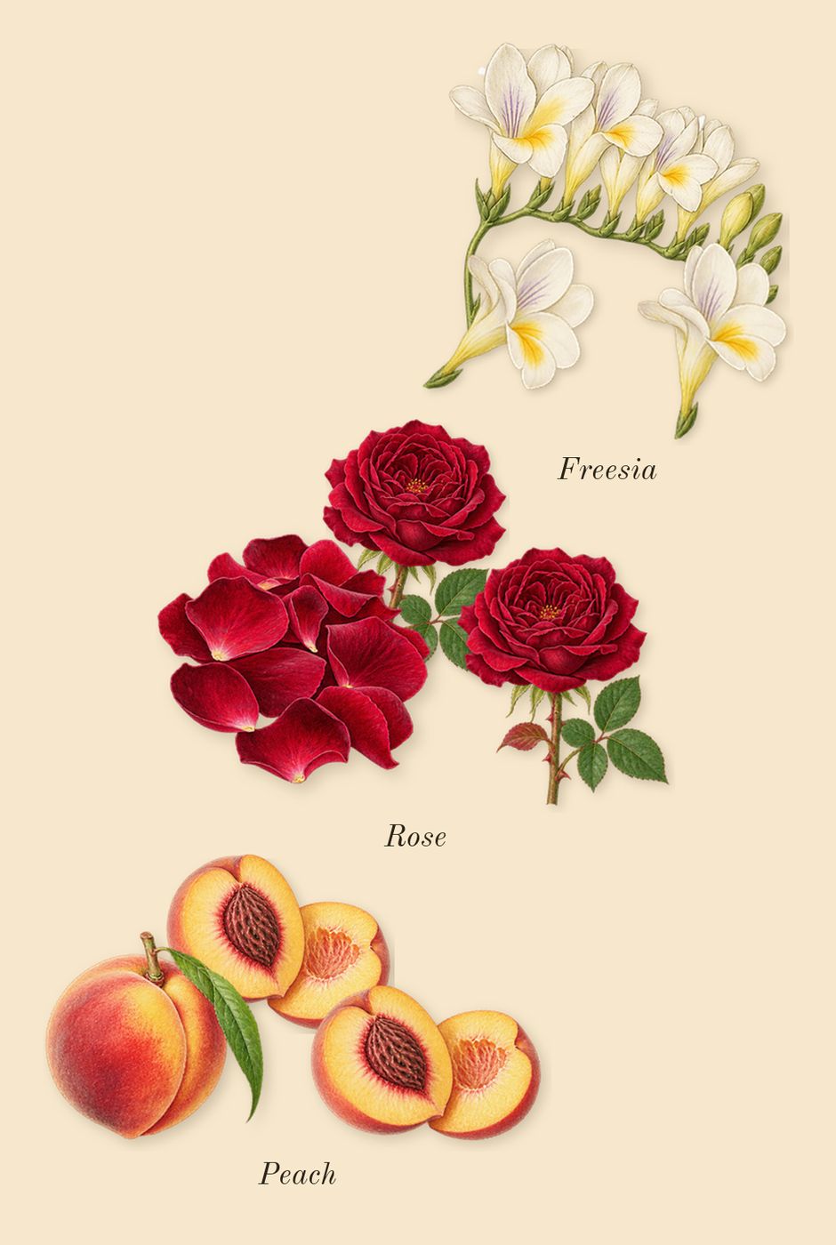 212 VIP Rosé Elixir, heart: Rose, Peach, Freesia