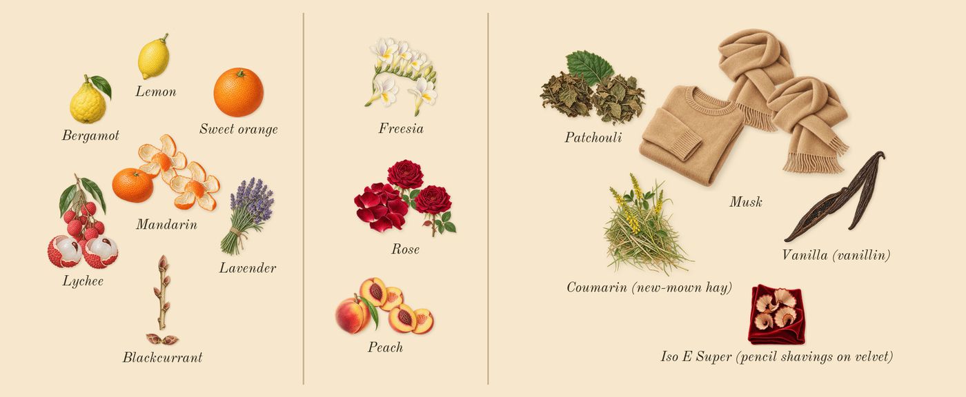 212 VIP Rosé Elixir’s scent picture, a draft: blackcurrant, lychee, mandarin, rose, peach, freesia drawn so far; dashed outlines where nothing is drawn yet