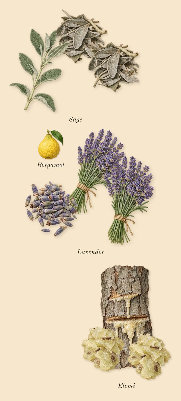Bad Boy Cobalt Absolute, top notes: Elemi, Sage, Lavender, Bergamot