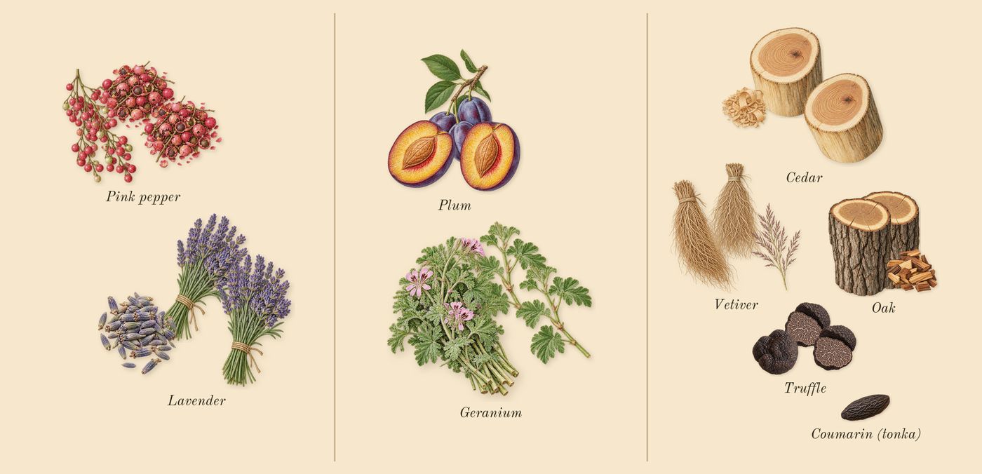 Bad Boy Cobalt’s scent picture, a draft: pink pepper, lavender, geranium, plum, truffle, vetiver drawn so far; dashed outlines where nothing is drawn yet
