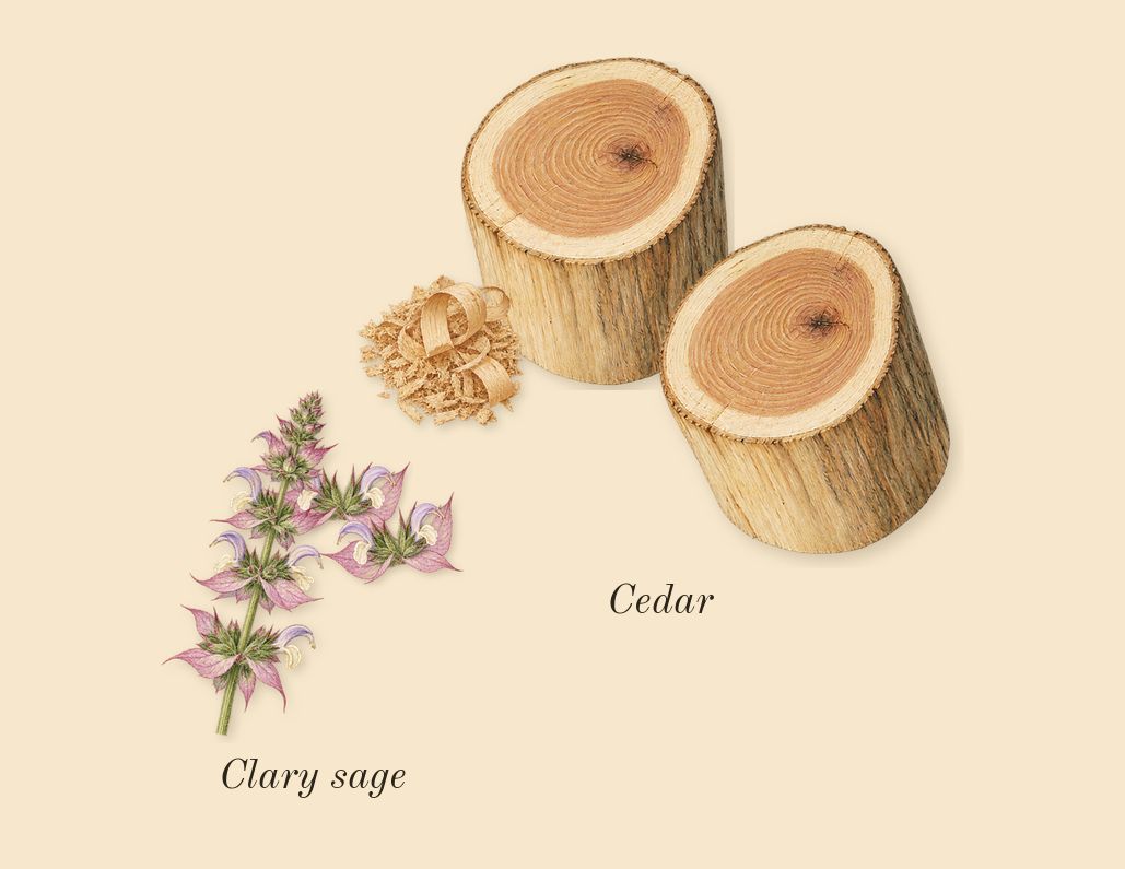 Bad Boy, heart: Cedar, Clary sage