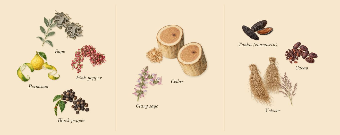 Bad Boy’s scent picture, a draft: bergamot, pink pepper, black pepper, cedar, clary sage, tonka (coumarin) drawn so far; dashed outlines where nothing is drawn yet