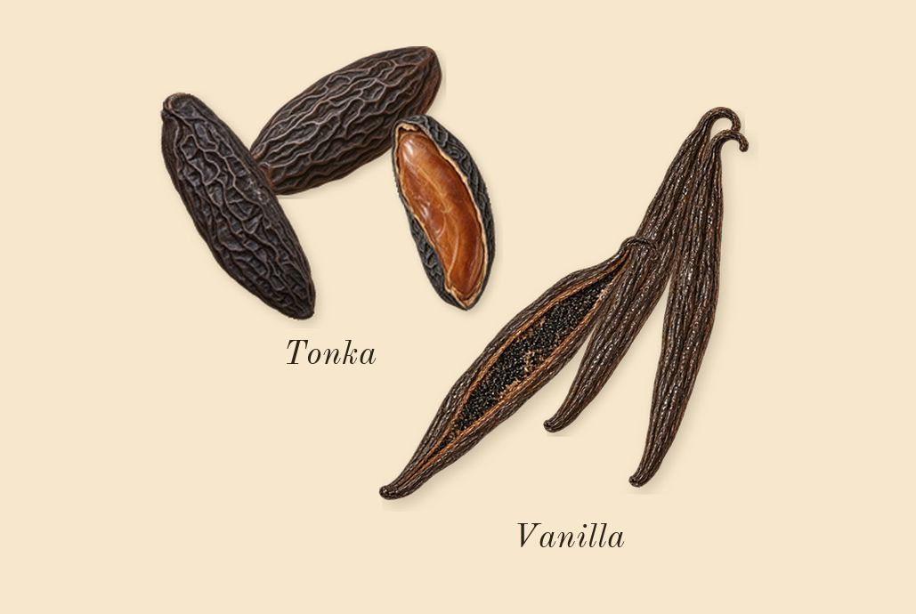 Good Girl Blush, dry-down: Vanilla, Tonka