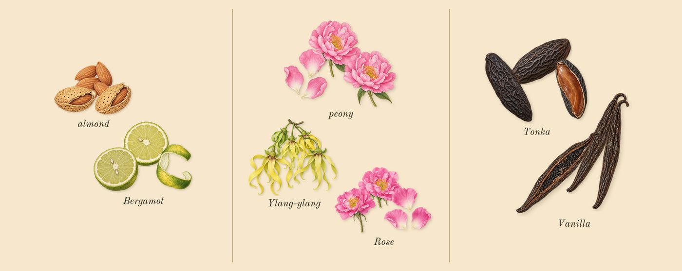 Good Girl Blush’s scent picture, a draft: bergamot, almond, ylang-ylang, peony, vanilla, tonka drawn so far; dashed outlines where nothing is drawn yet