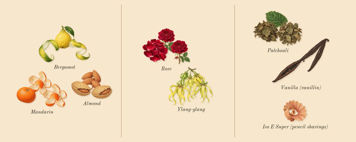 Good Girl Blush Elixir’s scent picture, a draft: bergamot, almond, rose, ylang-ylang, vanilla (vanillin), patchouli drawn so far; dashed outlines where nothing is drawn yet