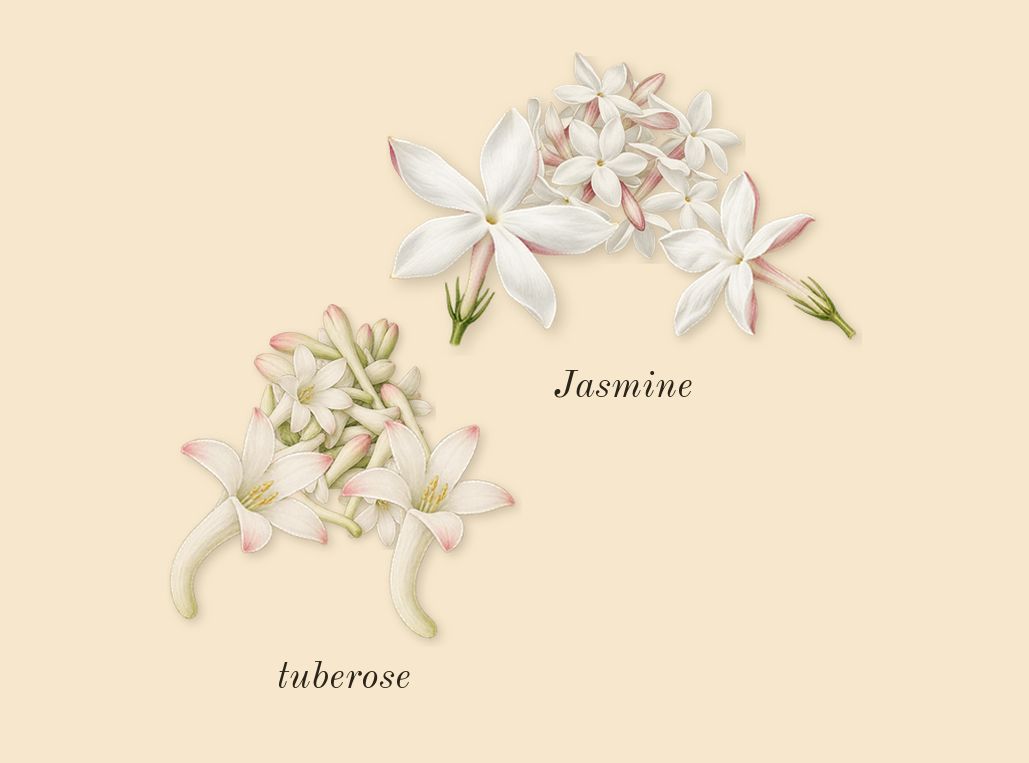 Good Girl, heart: Jasmine, tuberose