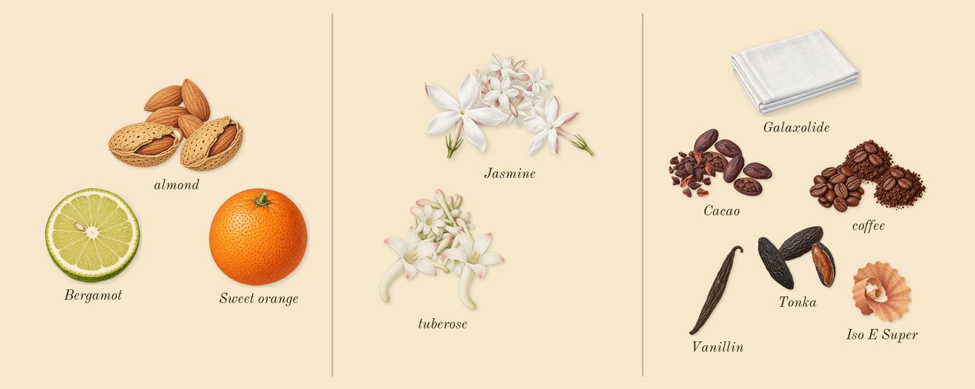 Good Girl’s scent picture, a draft: almond, jasmine, tuberose, tonka, cacao, coffee drawn so far; dashed outlines where nothing is drawn yet