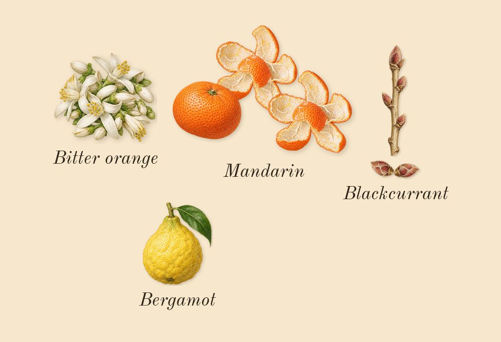 Good Girl Jasmine Absolute, top notes: Mandarin, Blackcurrant, Bergamot, Bitter orange