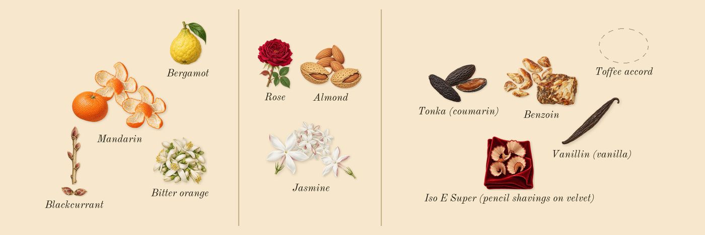 Good Girl Jasmine Absolute’s scent picture, a draft: mandarin, blackcurrant, jasmine, almond, tonka (coumarin), benzoin drawn so far; dashed outlines where nothing is drawn yet