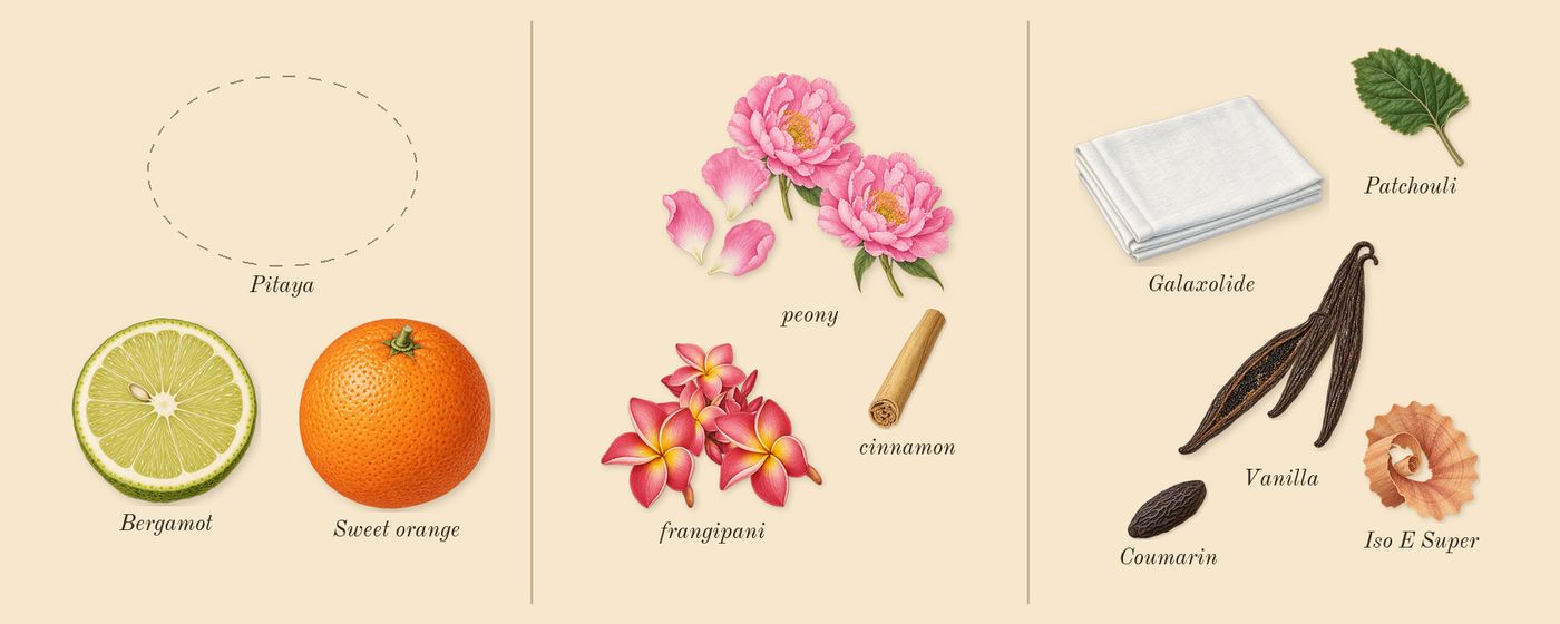 La Bomba’s scent picture, a draft: peony, frangipani, vanilla, bergamot, patchouli, sweet orange drawn so far; dashed outlines where nothing is drawn yet