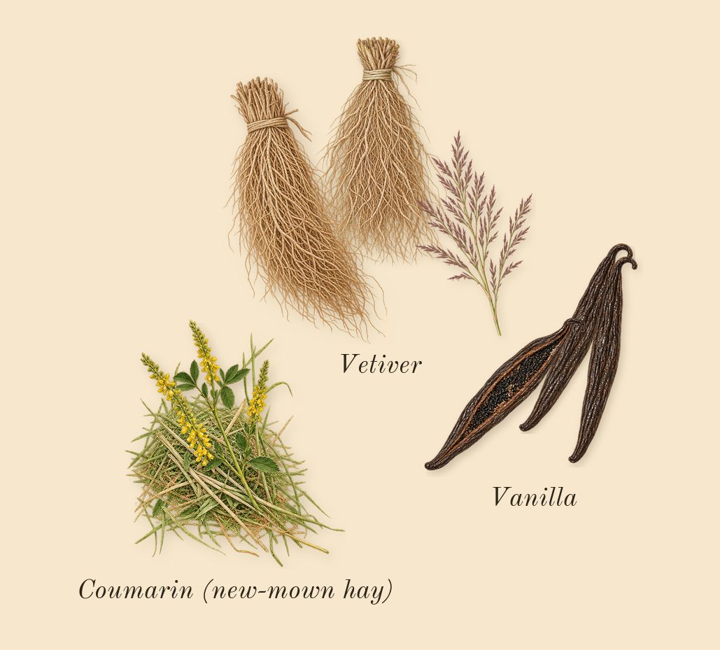 Very Good Girl, dry-down: Vetiver, Vanilla, Coumarin (new-mown hay)