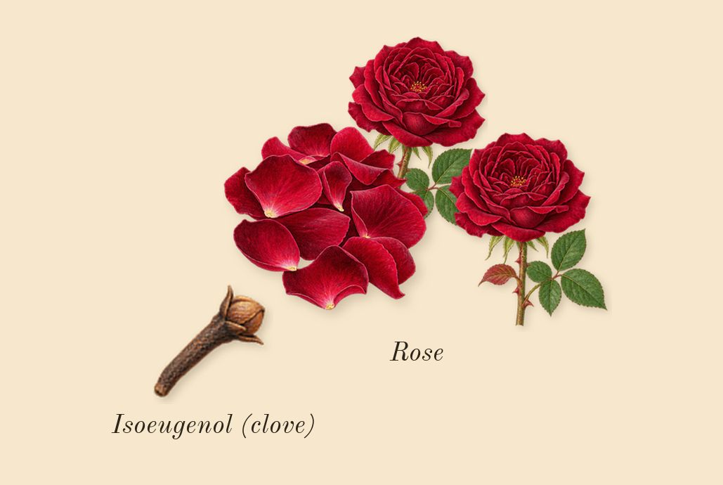 Very Good Girl, heart: Rose, Isoeugenol (clove)