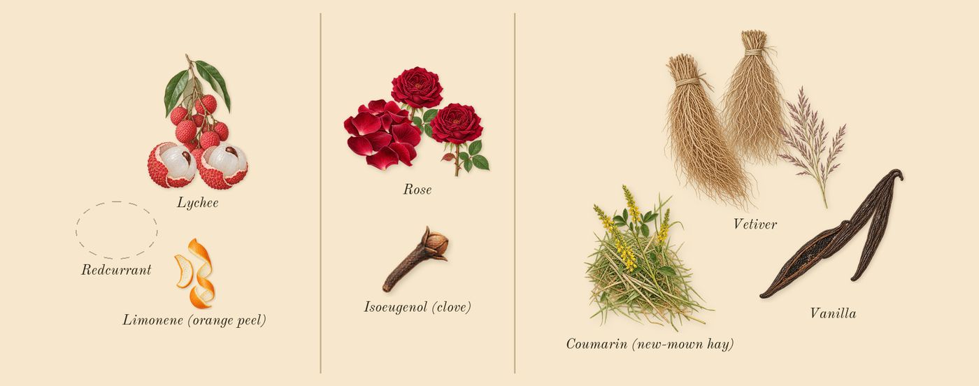 Very Good Girl’s scent picture, a draft: lychee, rose, vetiver, vanilla, coumarin (new-mown hay), limonene (orange peel) drawn so far; dashed outlines where nothing is drawn yet