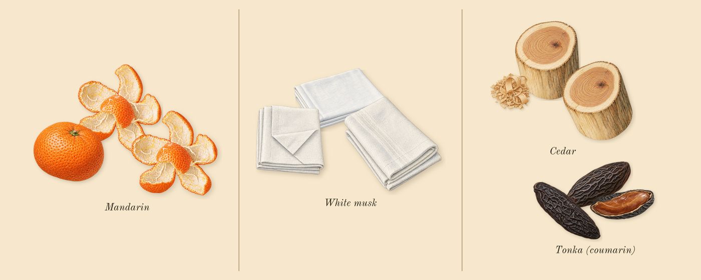 Allure Homme Sport’s scent picture, a draft: mandarin, cedar, tonka (coumarin), white musk drawn so far; dashed outlines where nothing is drawn yet
