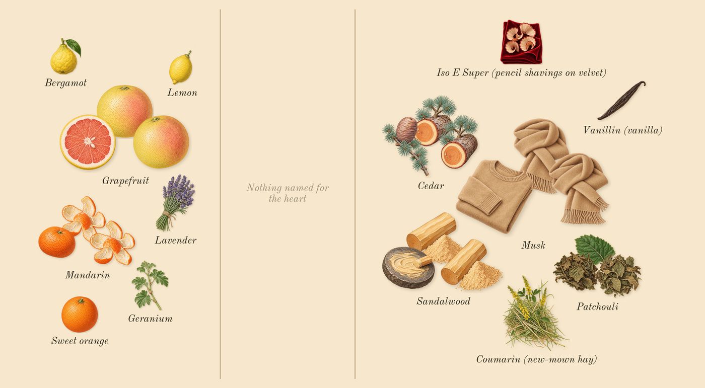 Allure Homme Sport Superleggera’s scent picture, a draft: grapefruit, musk, mandarin, sandalwood, patchouli, cedar drawn so far; dashed outlines where nothing is drawn yet