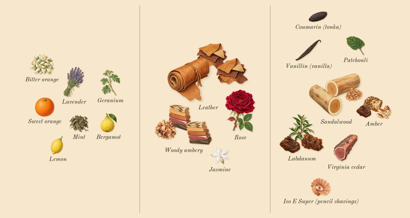 Bleu de Chanel L'Exclusif’s scent picture, a draft: sandalwood, labdanum, woody ambery, leather, amber, bergamot drawn so far; dashed outlines where nothing is drawn yet