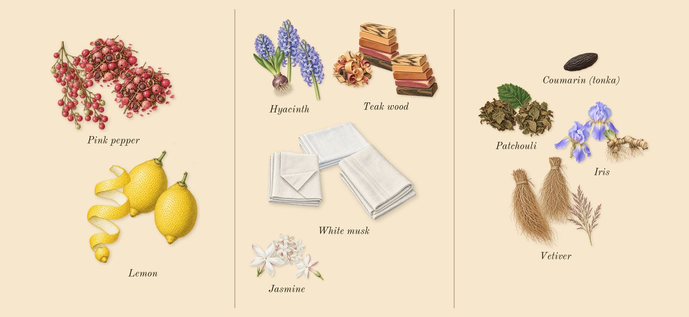 Chance Eau Fraîche’s scent picture, a draft: lemon, jasmine, teak wood, hyacinth, white musk, vetiver drawn so far; dashed outlines where nothing is drawn yet