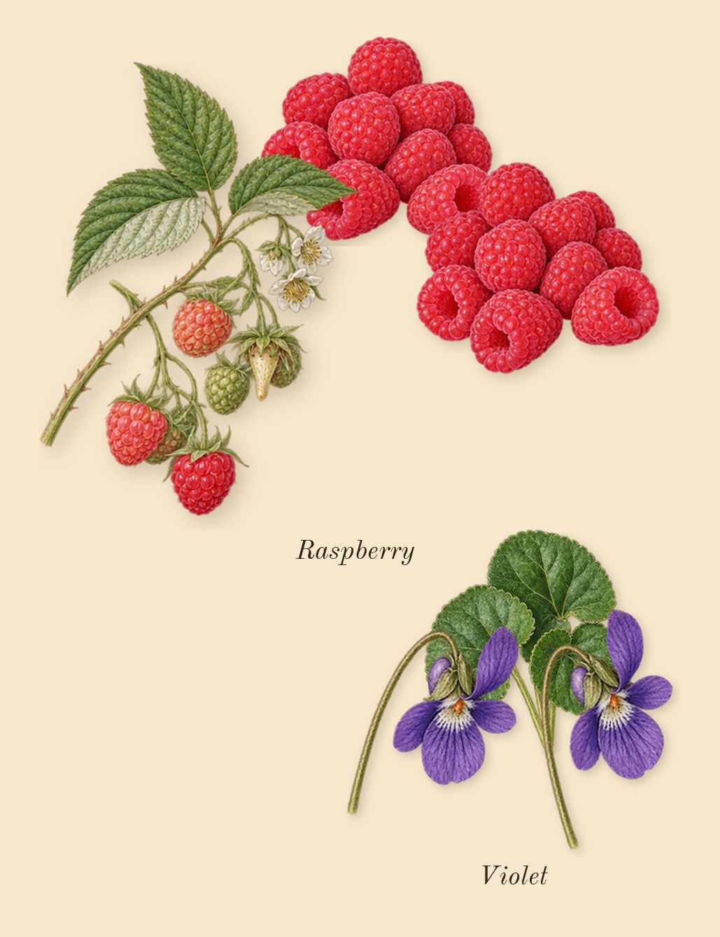 Chance Eau Splendide, top notes: Raspberry, Violet