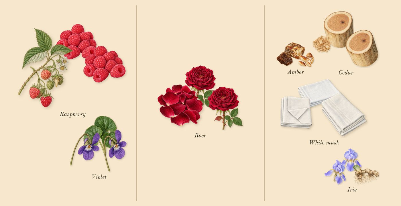 Chance Eau Splendide’s scent picture, a draft: raspberry, rose, iris, cedar, white musk, violet drawn so far; dashed outlines where nothing is drawn yet