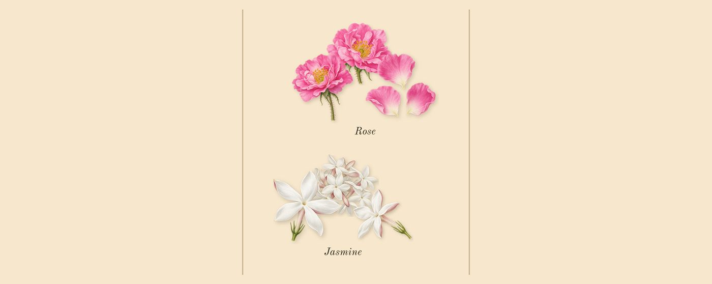 Chance Eau Tendre’s scent picture, a draft: jasmine, rose drawn so far; dashed outlines where nothing is drawn yet