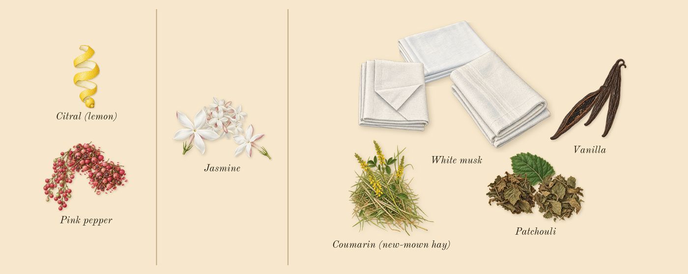 Chance’s scent picture, a draft: pink pepper, jasmine, patchouli, white musk, vanilla, coumarin (new-mown hay) drawn so far; dashed outlines where nothing is drawn yet