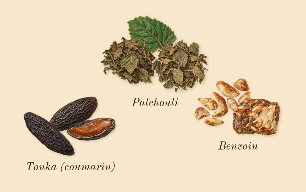 Coco, dry-down: Patchouli, Benzoin, Tonka (coumarin)