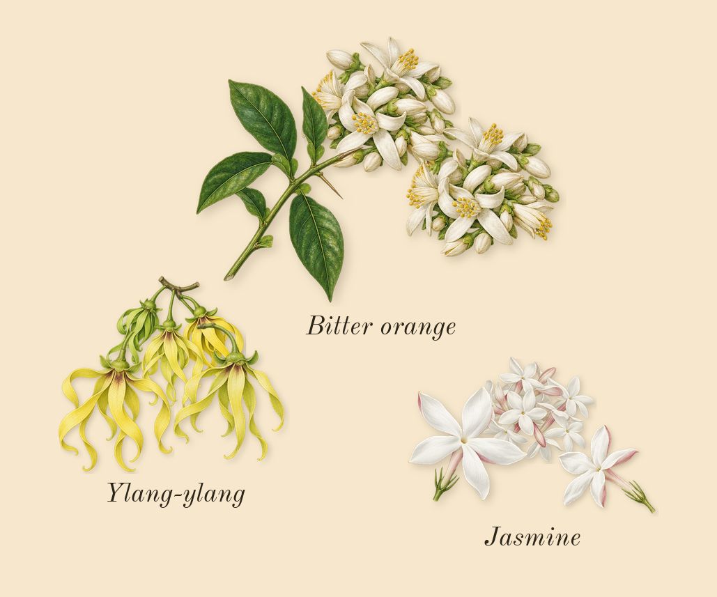 Coco, heart: Jasmine, Ylang-ylang, Bitter orange