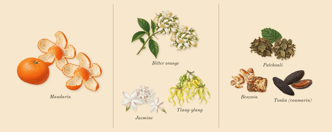 Coco’s scent picture, a draft: mandarin, jasmine, ylang-ylang, bitter orange, patchouli, benzoin drawn so far; dashed outlines where nothing is drawn yet