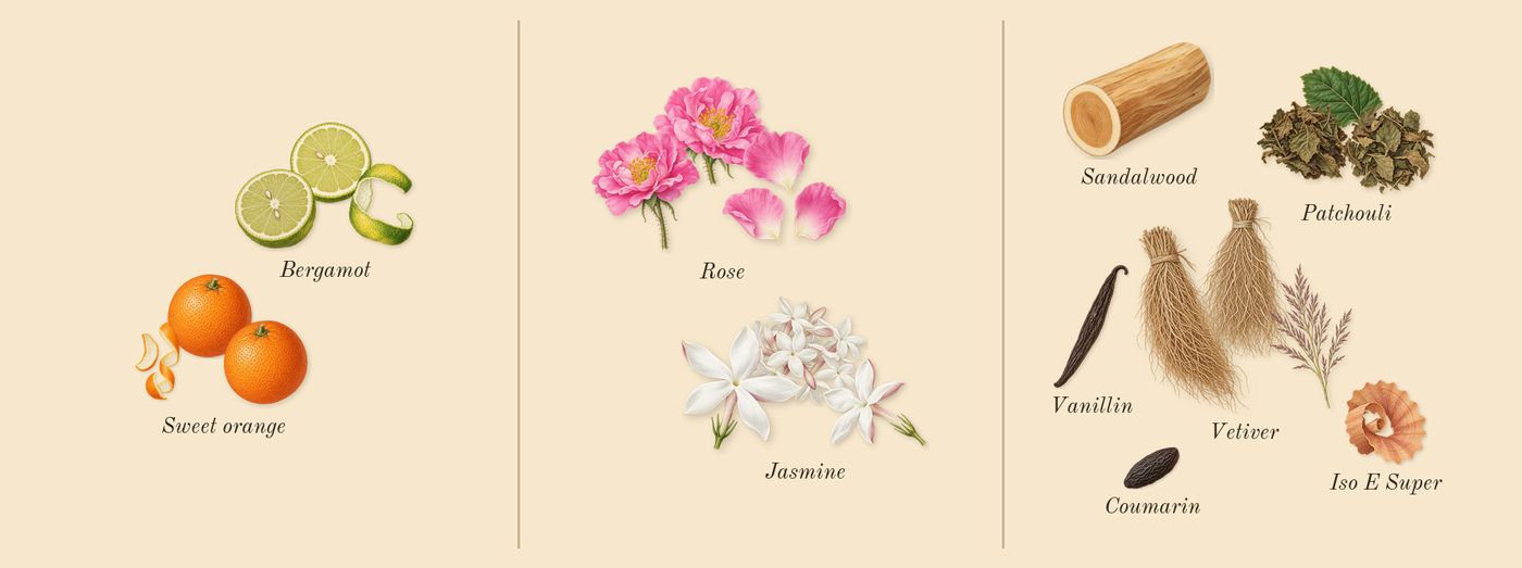 Coco Mademoiselle’s scent picture, a draft: sweet orange, jasmine, rose, patchouli, vetiver, bergamot drawn so far; dashed outlines where nothing is drawn yet