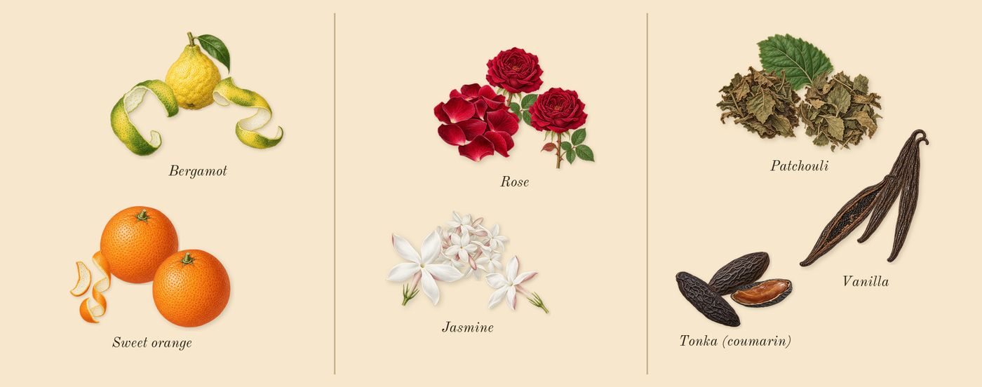 Coco Mademoiselle’s scent picture, a draft: patchouli, tonka (coumarin), vanilla, bergamot, sweet orange, rose drawn so far; dashed outlines where nothing is drawn yet