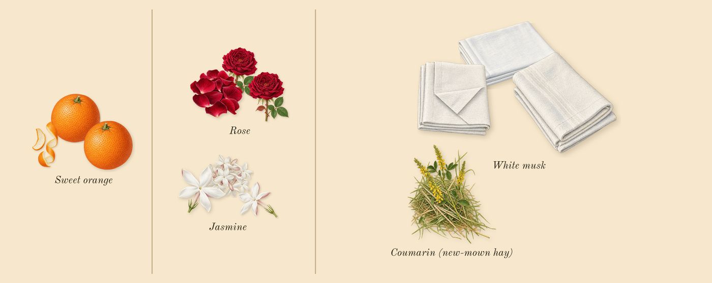 Coco Mademoiselle L'Eau Privée’s scent picture, a draft: white musk, jasmine, rose, sweet orange, coumarin (new-mown hay) drawn so far; dashed outlines where nothing is drawn yet